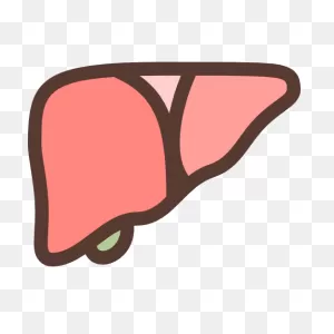 Liver Clip Art At ClipartFlare ClipartFlare.com - Vector Clip Art Online, Royalty Free ClipartFlare.com 