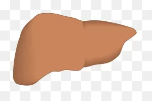 Liver Clip Art At ClipartFlare ClipartFlare.com - Vector Clip Art Online, Royalty Free ClipartFlare.com 