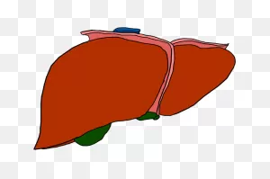 Liver Transplant And Hepatobiliary Surgery | Best Liver Transplant ClipartFlare.com 