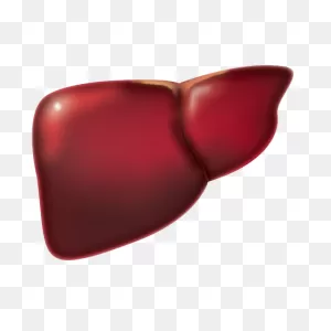 Liver Cliparts - Cliparts Zone