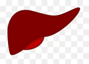 Liver Clipart Liver Gif #gr4Re3 - Clipart Suggest