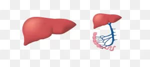 Liver - Free Medical Icons