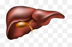 Liver Clipart. Free Download Transparent .png | ClipartFlare