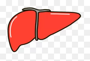 Takeda And Hemoshear Enter Partnership To Develop Liver Disease Drugs