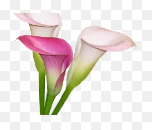 Calla Lily Clipart Pink - Giant White Arum Lily | Full Size Png ClipartFlare.com 