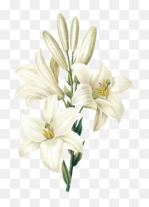 Download Hd Easter Lily - Flower Drawing White Lily Transparent ClipartFlare.com 
