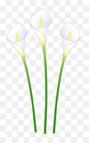 Download Lily Clipart Transparent - Clipart Calla Lily Flower ClipartFlare.com 