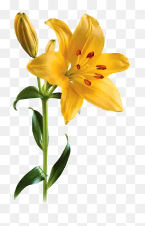 Lily Png Picture - Yellow Lily Png Clipart - Large Size Png Image ClipartFlare.com 