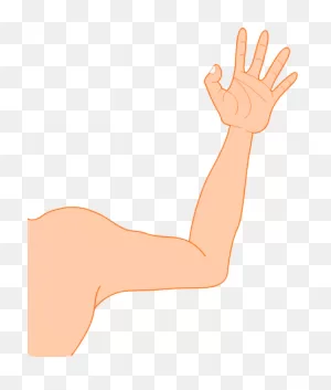 Arm Photos | Arms, Free Download, Png