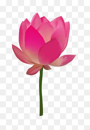 Lotus Flower Png Image | Flowers, Flower Images, Flower Png Images