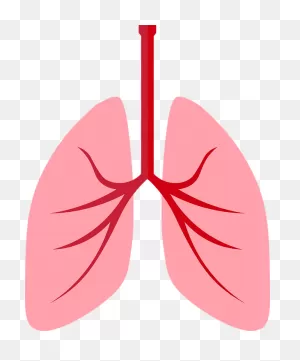 Free Photo Breath Respiratory Organ Respiratory System Lungs - Max ClipartFlare.com 