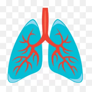 Lungs Clipart. Free Download Transparent .png | ClipartFlare