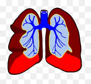 Lungs Organ Biology - Free Vector Graphic On ClipartFlare