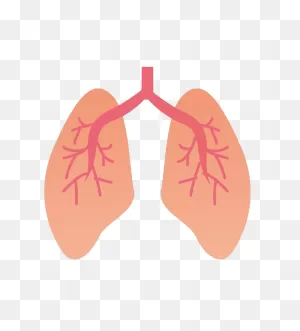 Lungs Png, Resolution:650X719 Transparent Png Image - Imgspng