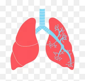 Lungs Png Transparent Images | Png All