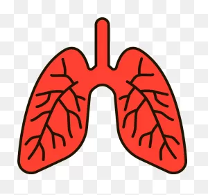 Lungs Clipart. Free Download Transparent .png | ClipartFlare