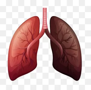 Lungs Png - Lung Cancer Before And After Clipart - Full Size ClipartFlare.com 
