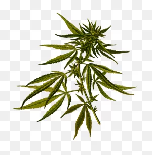 Cannabis Sativa Hemp Botanical Illustration Botany - Cannabis ClipartFlare.com 