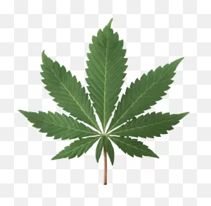 Marijuana Plant Clipart 2 » Clipart Station - Transparent Weed ClipartFlare.com 