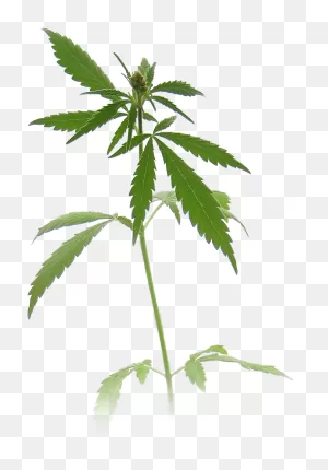 Weed Plant Transparent Transparent Background - Marijuana Plant ClipartFlare.com 