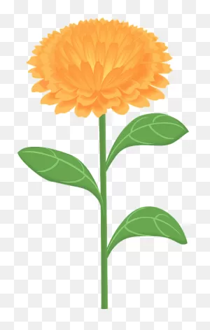 Calendula Officinalis Flower - Marigold Clipart. Free Download ClipartFlare.com 