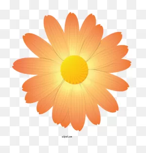 Flowers English Marigold Gerbera Petal For Marguerite - Marguerite ClipartFlare.com 