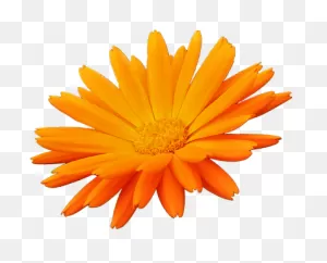Flower, Orange, Orange Petals, Nature, Flowers Petals - English ClipartFlare.com 