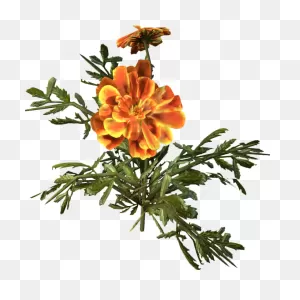 Marigold - Wiki Transparent Png - Free Download On ClipartFlare ClipartFlare.com