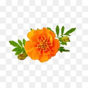 Mexican Marigold