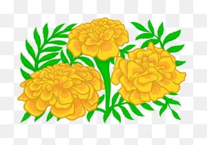 Marigold Clipart. Free Download Transparent .png | ClipartFlare