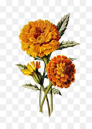 Marigold Flower Floral - Free Image On ClipartFlare