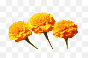 Marigold Flowers: 1000  Free Download Vector, Image, Png, Psd Files