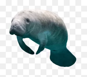 West Indian Manatee | Vs Battles Wiki | ClipartFlare