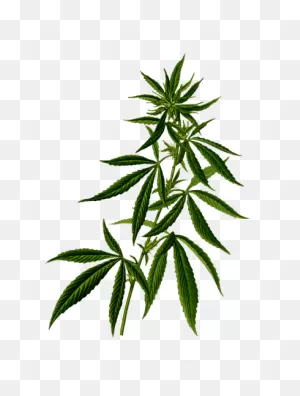 Marijuana Peace Symbol Variation 2 | Free PNG-WebP
