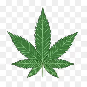 Marijuana