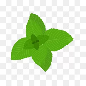 Cartoon, Flavoring, Green, Leaf, Mint, Nature, Plant Icon - Download ClipartFlare.com 