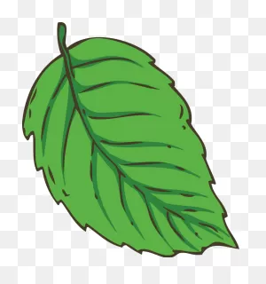 Fresh Green Mint Leaf Clipart Transparent - ClipartFlare