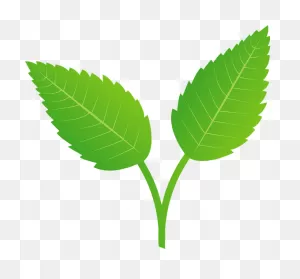 Mint Herb Leaves Clipart. Free Download Transparent .png | ClipartFlare