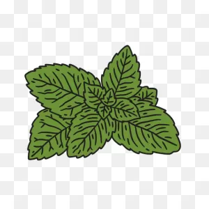 Mint Leaves Color Stroke Transparent Png & PNG-WebP Vector