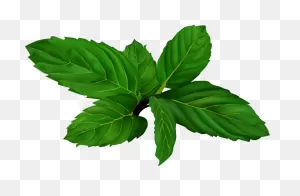 Mint-Clipart-Peppermint-Leaf-16 - Spa At Biltmore Village
