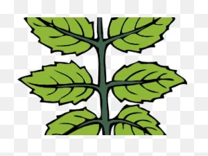 Mint Clipart Mint Plant - Mint Clipart - Png Download - Full Size ClipartFlare.com 