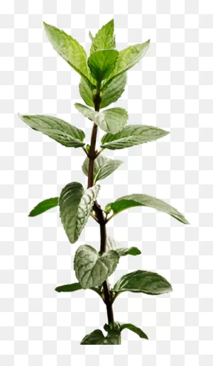Peppermint Plant Image - Mint Plant Transparent Clipart - Full ClipartFlare.com 