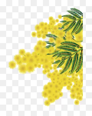 Albero Mimosa Png Clipart - Full Size Clipart (#2906971) - ClipartFlare