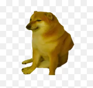 I Wish My Dog Could Sit Like That With Mlg Blunt : R/tongas_The_Bad