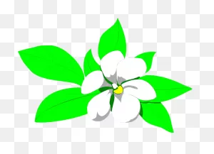Download Sampaguita Drawing At Getdrawings - Jasmine Flower ClipartFlare.com 