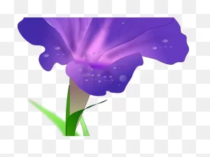 Download Morning Glory Clipart Mogra - Morning Glory Png - Full ClipartFlare.com 