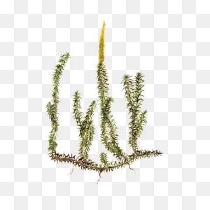 Maria Treben Herbs