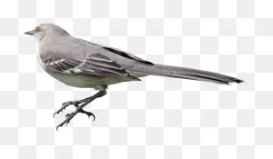 Download Free Png Mockingbird Png 01 By Thy Dar - Mockingbird Png ClipartFlare.com 