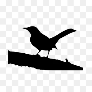 Northern Mockingbird On Tree Branch | Free PNG-WebP