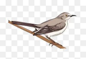 Northern Mockingbird Clipart. Free Download Transparent .png ClipartFlare.com 